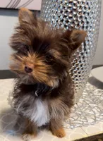 Remi, a male Yorkshire Terrier for sale in Houston, TX – Photo 3 of 4