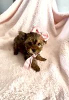 Sadie Sable, a female Yorkshire Terrier for sale in Cypress, TX – 4 of 7