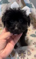 Sasha Jade, a female Yorkshire Terrier for sale in Houston, TX – 3 of 3