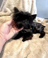 Spartan, a male Yorkshire Terrier for sale in Houston, TX – 3 of 3
