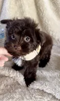 Armani Valentino, a male Yorkshire Terrier for sale in Cypress, TX – 6 of 9