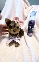 Autumn Rose 🌹 , a female Yorkshire Terrier for sale in Cypress, TX – 4 of 6