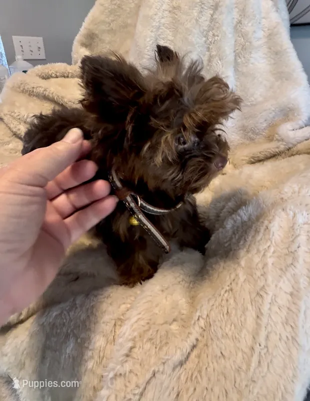 Polo Valentino – Yorkshire Terrier puppy for sale in Houston, TX