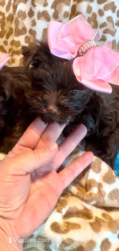 Layla Simone – Yorkshire Terrier puppy for sale in Cypress, TX