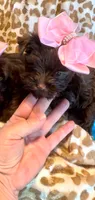 Layla Simone, a female Yorkshire Terrier for sale in Cypress, TX – 1 of 1