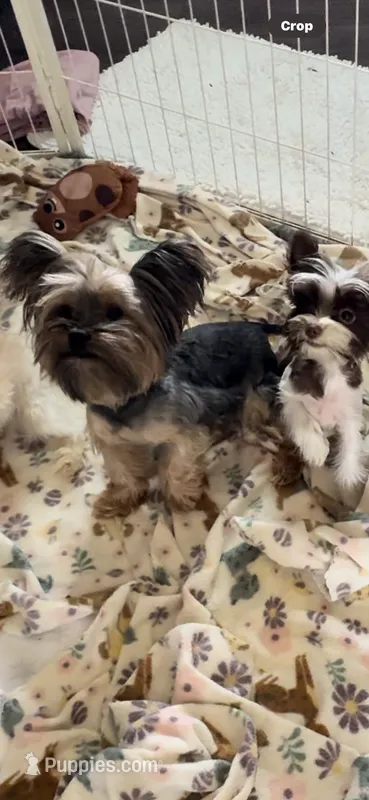 Bentley – Yorkshire Terrier puppy for sale in Houston, TX