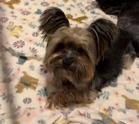 Bentley, a male Yorkshire Terrier for sale in Houston, TX – 2 of 3