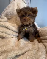 Tee Bear 🤎, a male Yorkshire Terrier for sale in Houston, TX – 3 of 3