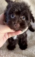 Armani Valentino, a male Yorkshire Terrier for sale in Cypress, TX – 1 of 9