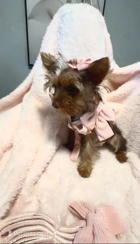 Emmie Chanel – Yorkshire Terrier puppy for sale in Cypress, TX