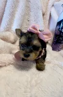 Madison Monroe 💕, a female Yorkshire Terrier for sale in Cypress, TX – 3 of 6