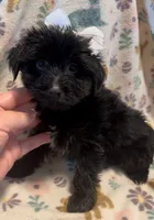 Sasha Jade, a female Yorkshire Terrier for sale in Houston, TX – 1 of 3