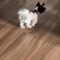 Koda Royale , a male Yorkshire Terrier for sale in Austin, TX – Photo 6 of 7