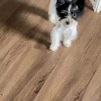 Koda Royale , a male Yorkshire Terrier for sale in Austin, TX – Photo 7 of 7