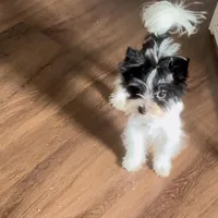 Koda Royale , a male Yorkshire Terrier for sale in Austin, TX – Photo 4 of 7