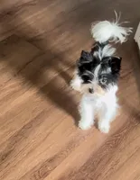 Koda Royale , a male Yorkshire Terrier for sale in Houston, TX – Photo 4 of 7