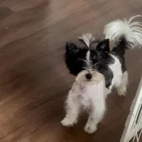 Koda Royale , a male Yorkshire Terrier for sale in Austin, TX – Photo 2 of 7