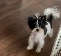 Koda Royale , a male Yorkshire Terrier for sale in Houston, TX – Photo 2 of 7