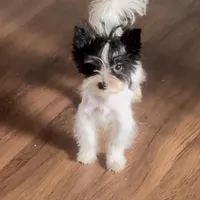 Koda Royale , a male Yorkshire Terrier for sale in Austin, TX – Photo 5 of 7