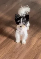 Koda Royale , a male Yorkshire Terrier for sale in Houston, TX – Photo 5 of 7