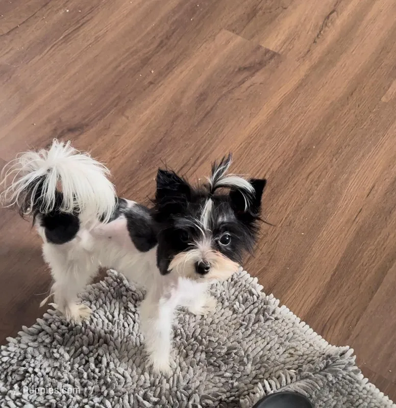 Koda Royale , a male Yorkshire Terrier for sale in Houston, TX – Photo 1 of 7