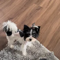 Koda Royale , a male Yorkshire Terrier for sale in Austin, TX – Photo 3 of 7