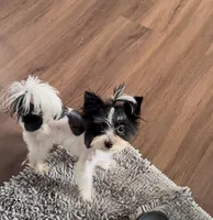 Koda Royale , a male Yorkshire Terrier for sale in Houston, TX – Photo 1 of 7