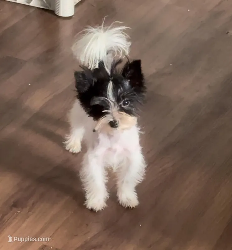 Koda Royale  – Yorkshire Terrier puppy on hold in Houston, TX