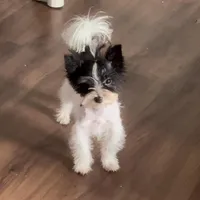 Koda Royale , a male Yorkshire Terrier for sale in Austin, TX – Photo 1 of 7