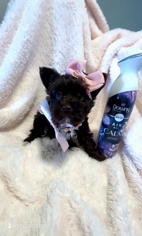 Precious - EXTREME Dark chocolate with white boot 🤎 – Yorkshire Terrier puppy for sale in Cypress, TX
