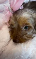 Emmie Channel 💕, a female Yorkshire Terrier for sale in Houston, TX – 4 of 6