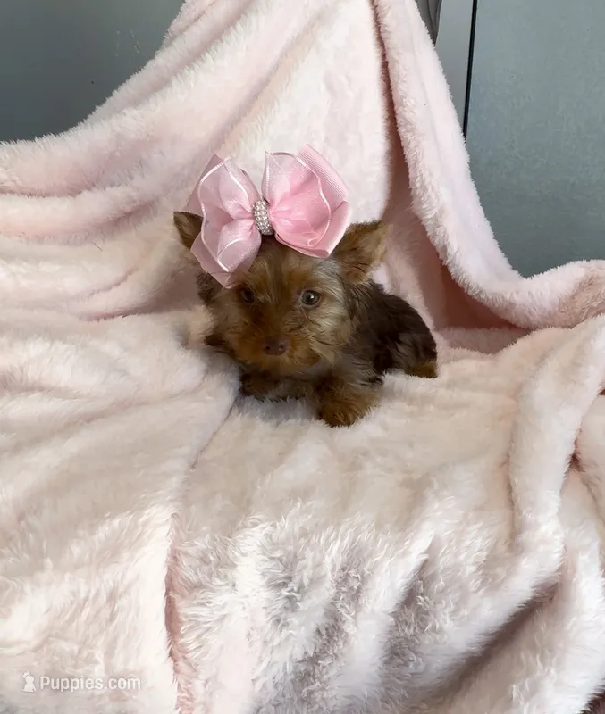 Emmie Channel 💕 – Yorkshire Terrier puppy for sale in Houston, TX