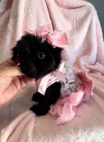 Missy, a female Yorkshire Terrier for sale in Houston, TX – 2 of 6
