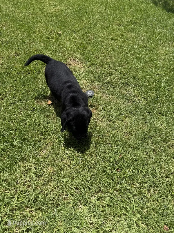 Rocky – Labrador Retriever puppy for sale in Riverside, CA