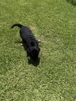 Rocky, a male Labrador Retriever for sale in Riverside, CA – 1 of 3