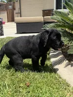 Rocky, a male Labrador Retriever for sale in Riverside, CA – 2 of 3