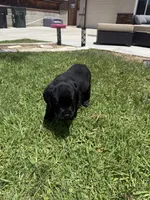 Rocky, a male Labrador Retriever for sale in Riverside, CA – 3 of 3