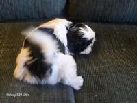 Lucy, a female Shih Tzu for sale in Morland, KS – Photo 5 of 5