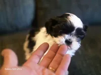 Lucy, a female Shih Tzu for sale in Morland, KS – Photo 1 of 5