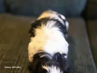 Lucy, a female Shih Tzu for sale in Morland, KS – Photo 2 of 5