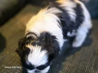 Lucy, a female Shih Tzu for sale in Morland, KS – Photo 3 of 5