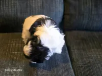 Lucy, a female Shih Tzu for sale in Morland, KS – Photo 4 of 5