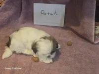 Patch, a female Shih Tzu for sale in Morland, KS – Photo 4 of 7