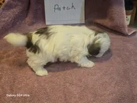 Patch, a female Shih Tzu for sale in Morland, KS – Photo 5 of 7