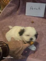 Patch, a female Shih Tzu for sale in Morland, KS – Photo 2 of 7