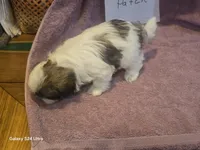 Patch, a female Shih Tzu for sale in Morland, KS – Photo 7 of 7