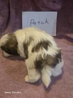 Patch, a female Shih Tzu for sale in Morland, KS – Photo 6 of 7