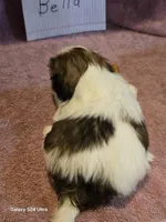 Bella, a female Shih Tzu for sale in Morland, KS – Photo 3 of 7