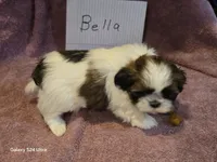 Bella, a female Shih Tzu for sale in Morland, KS – Photo 4 of 7