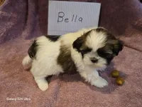 Bella, a female Shih Tzu for sale in Morland, KS – Photo 6 of 7